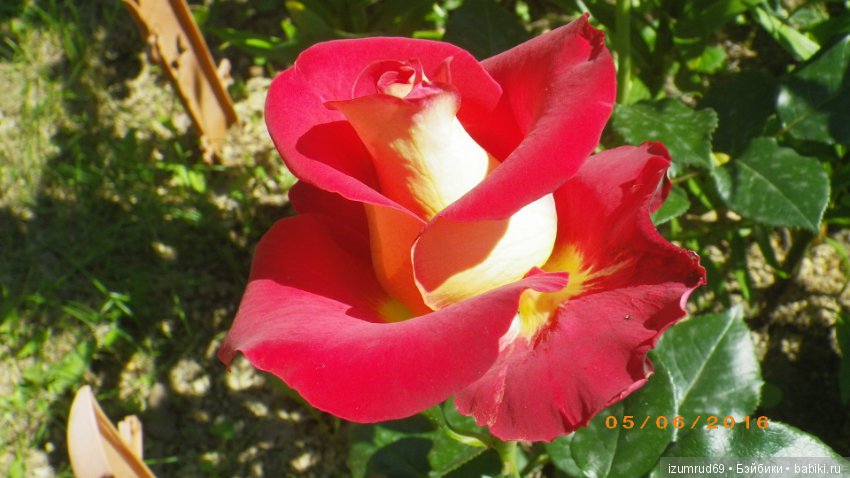 С праздником 8 Марта! Всем розы к празднику