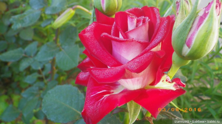 С праздником 8 Марта! Всем розы к празднику