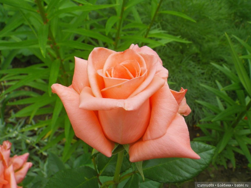 С праздником 8 Марта! Всем розы к празднику (фото 6)