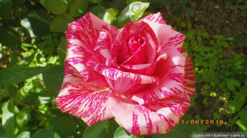 С праздником 8 Марта! Всем розы к празднику