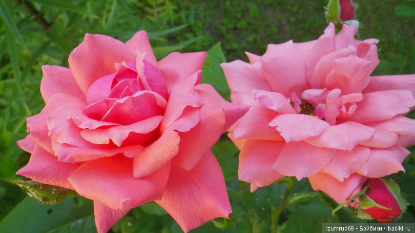 С праздником 8 Марта! Всем розы к празднику