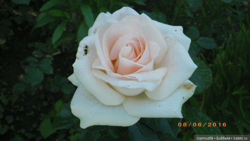 С праздником 8 Марта! Всем розы к празднику