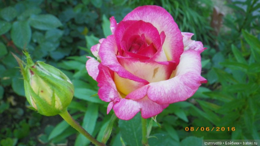 С праздником 8 Марта! Всем розы к празднику