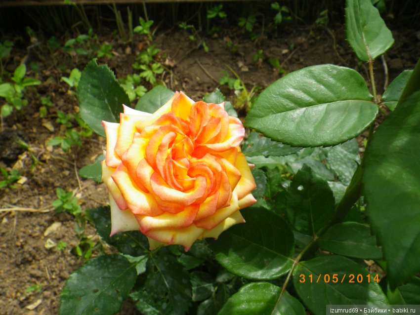 С праздником 8 Марта! Всем розы к празднику