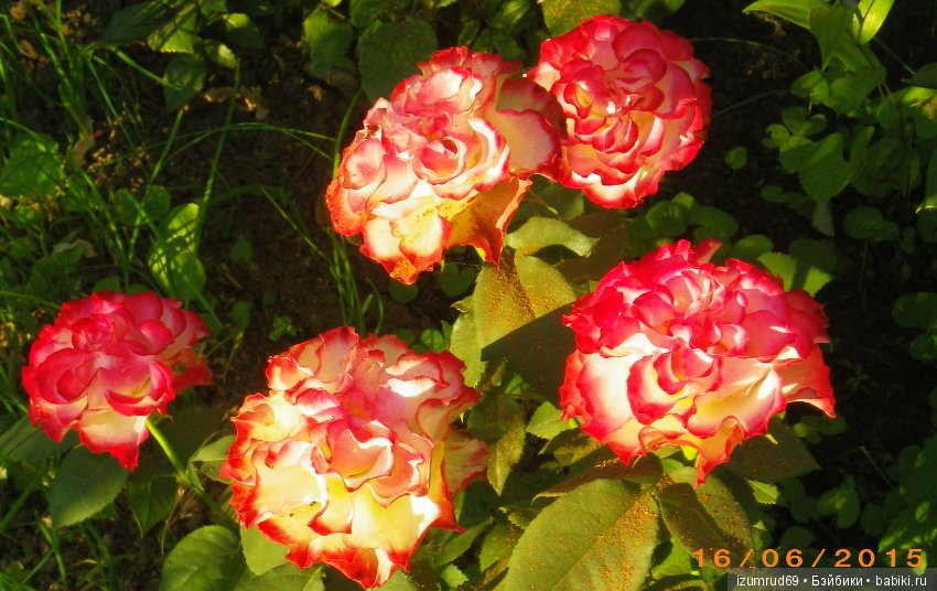 С праздником 8 Марта! Всем розы к празднику