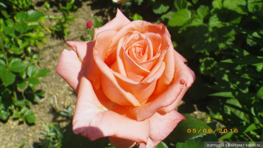 С праздником 8 Марта! Всем розы к празднику