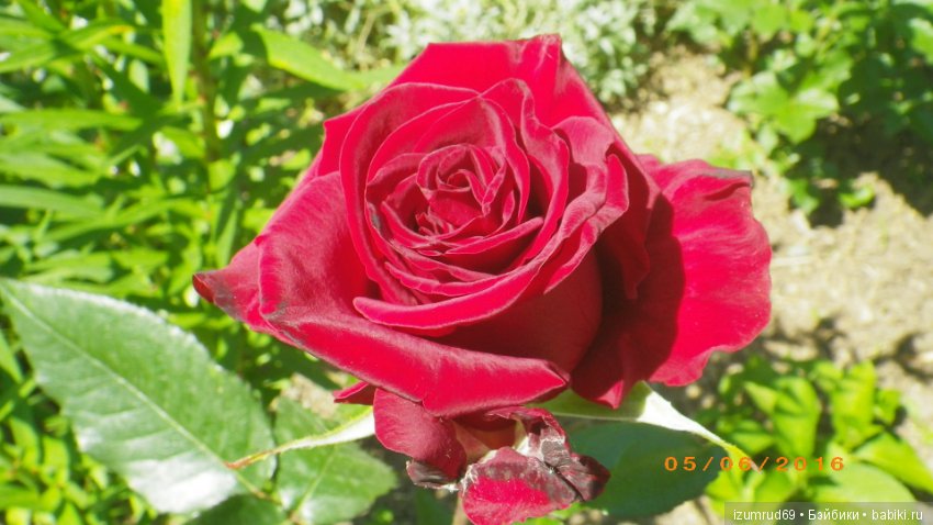 С праздником 8 Марта! Всем розы к празднику