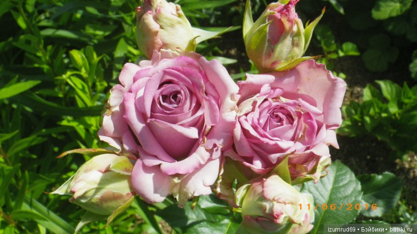 С праздником 8 Марта! Всем розы к празднику