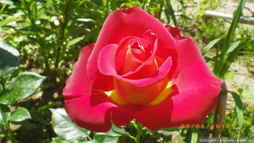 С праздником 8 Марта! Всем розы к празднику