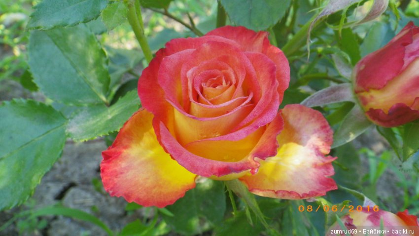 С праздником 8 Марта! Всем розы к празднику