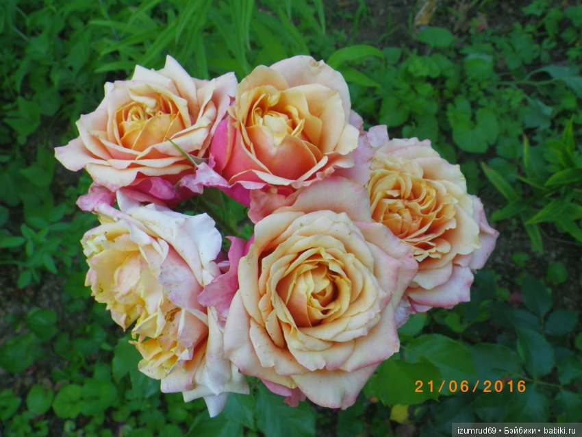 С праздником 8 Марта! Всем розы к празднику