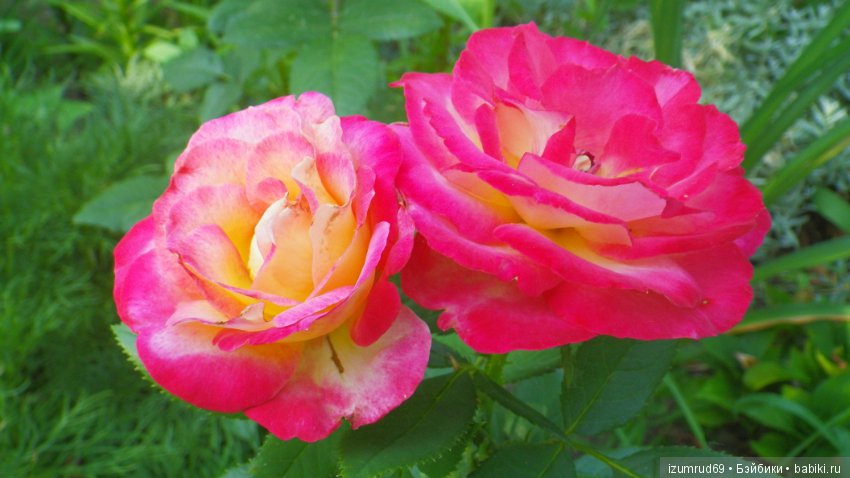 С праздником 8 Марта! Всем розы к празднику