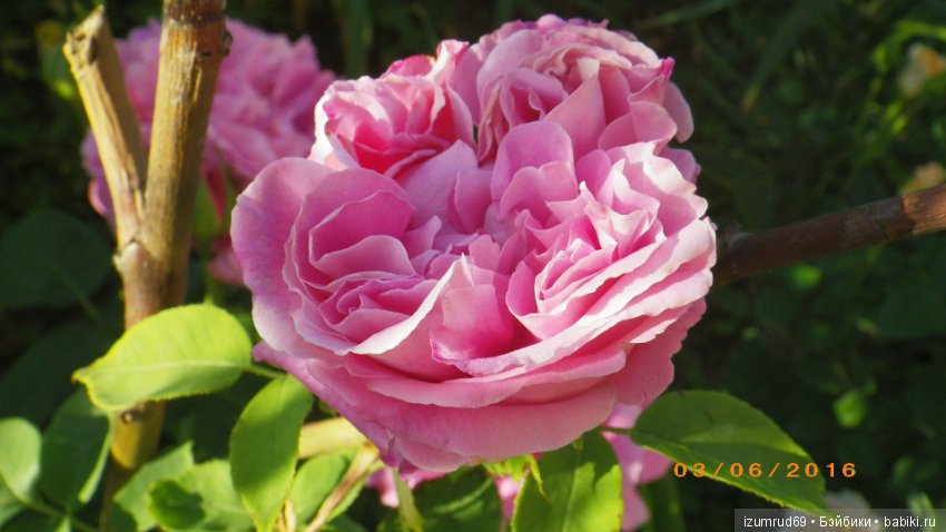 С праздником 8 Марта! Всем розы к празднику