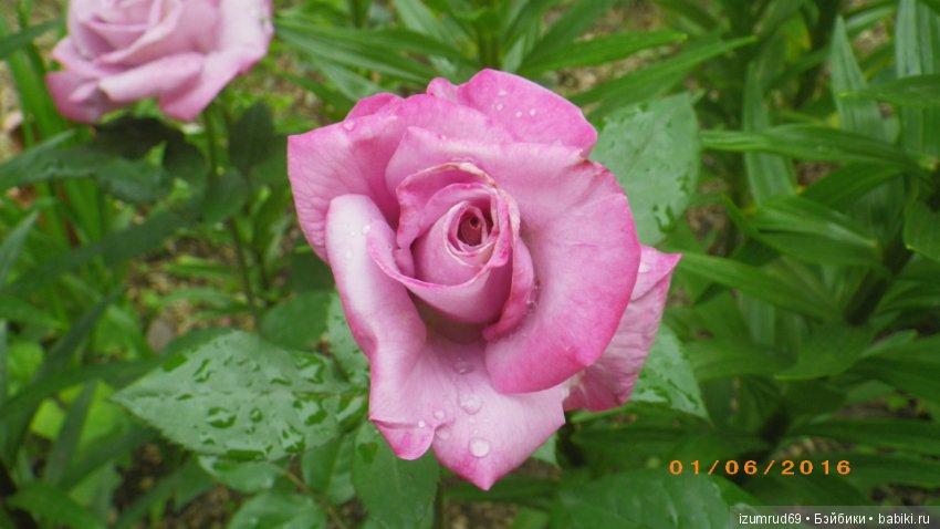 С праздником 8 Марта! Всем розы к празднику