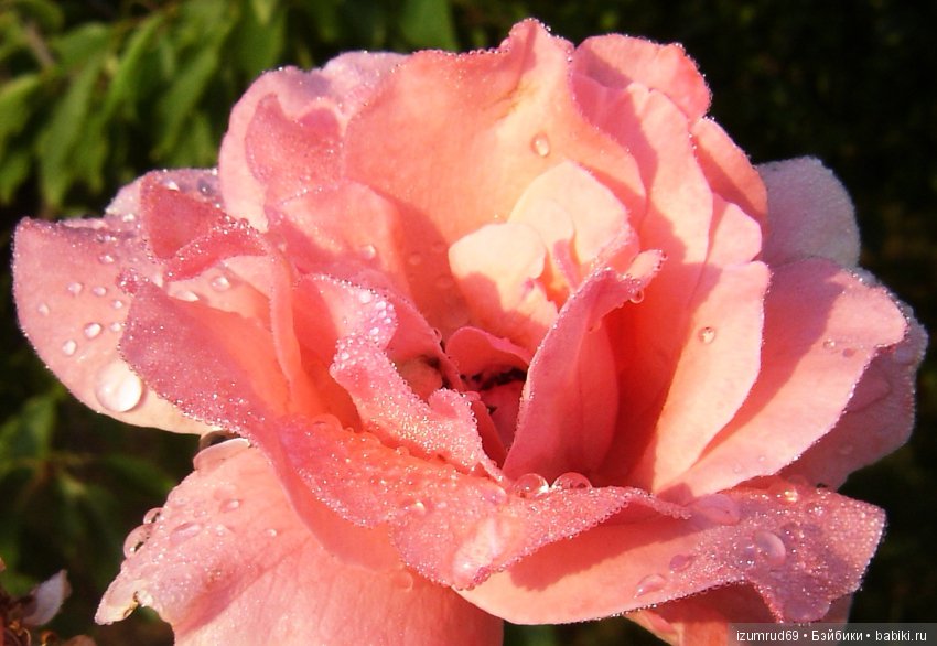 С праздником 8 Марта! Всем розы к празднику