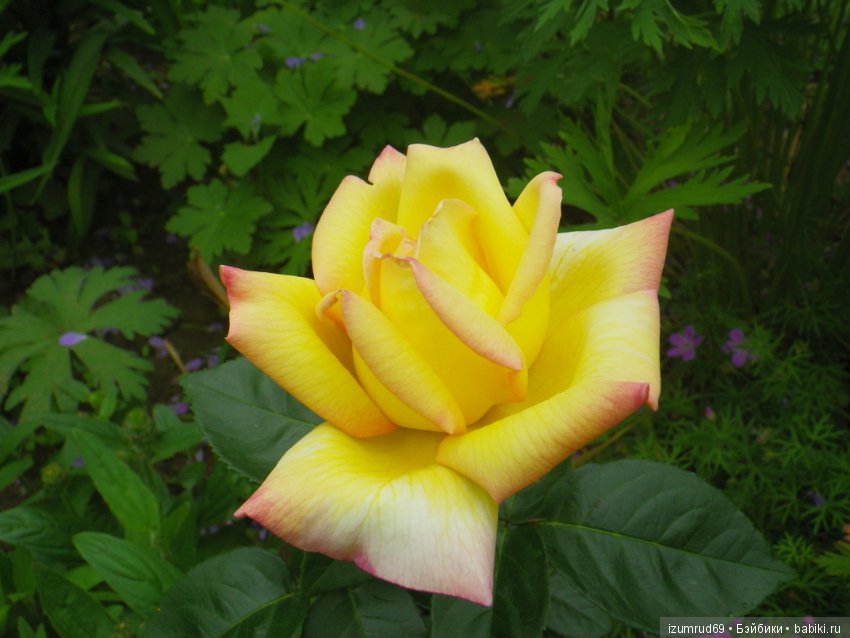 С праздником 8 Марта! Всем розы к празднику (фото 4)