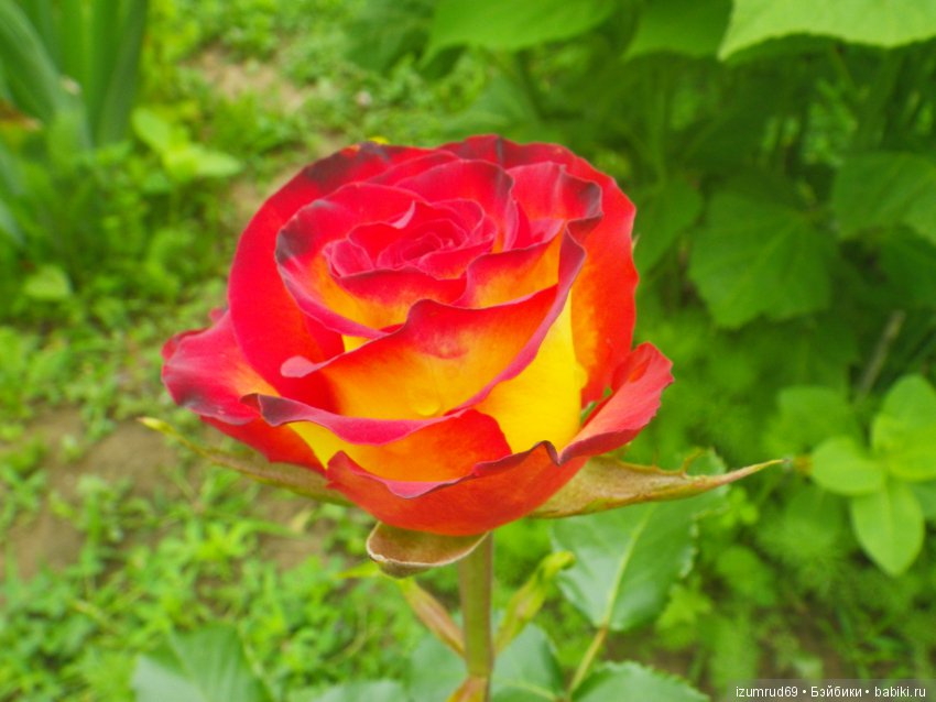 С праздником 8 Марта! Всем розы к празднику (фото 3)