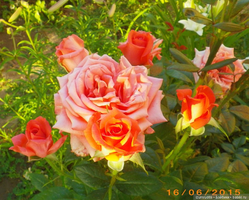 С праздником 8 Марта! Всем розы к празднику