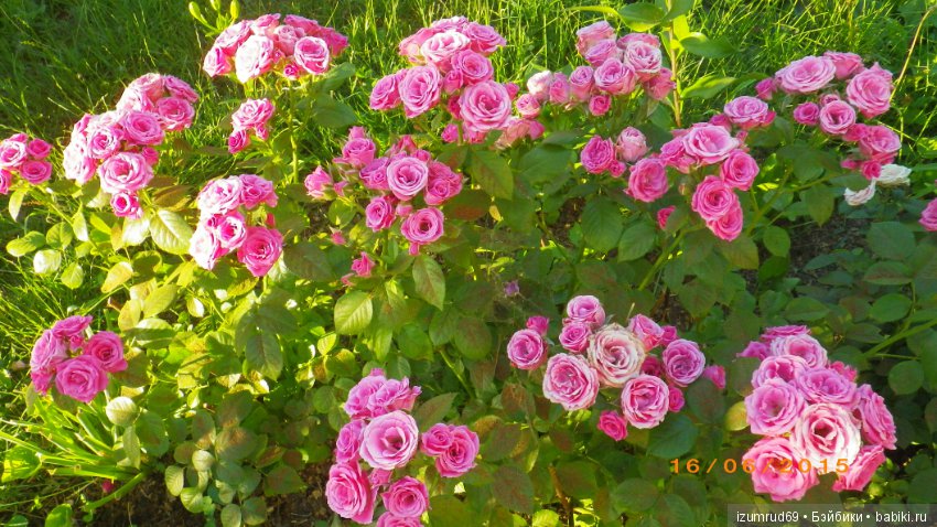 С праздником 8 Марта! Всем розы к празднику