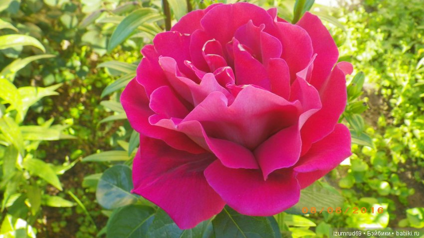 С праздником 8 Марта! Всем розы к празднику