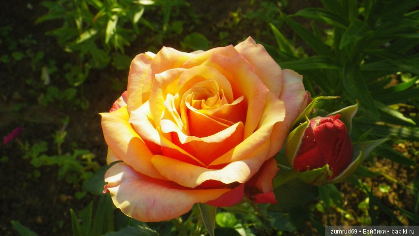 С праздником 8 Марта! Всем розы к празднику (фото 10)