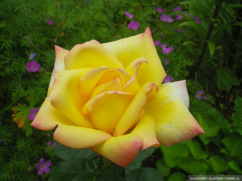 С праздником 8 Марта! Всем розы к празднику (фото 5)