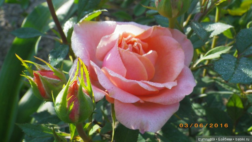 С праздником 8 Марта! Всем розы к празднику