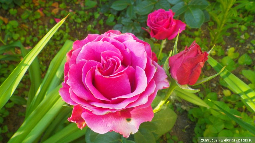 С праздником 8 Марта! Всем розы к празднику