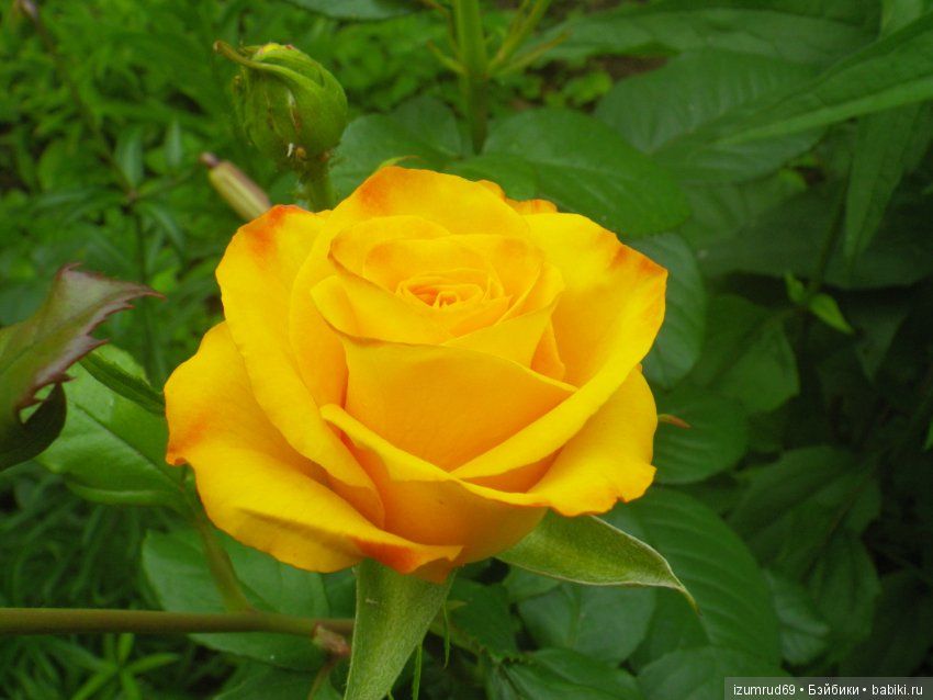 С праздником 8 Марта! Всем розы к празднику (фото 8)