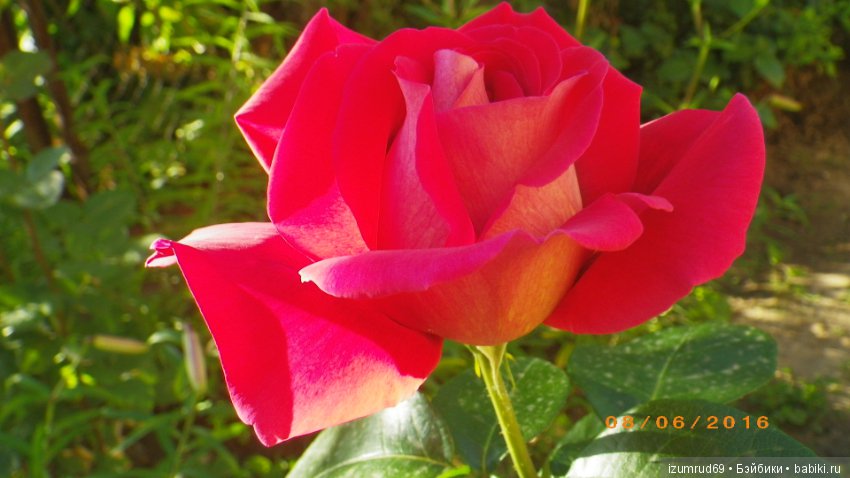 С праздником 8 Марта! Всем розы к празднику