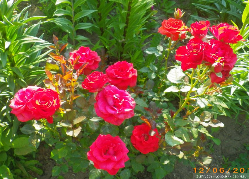 С праздником 8 Марта! Всем розы к празднику