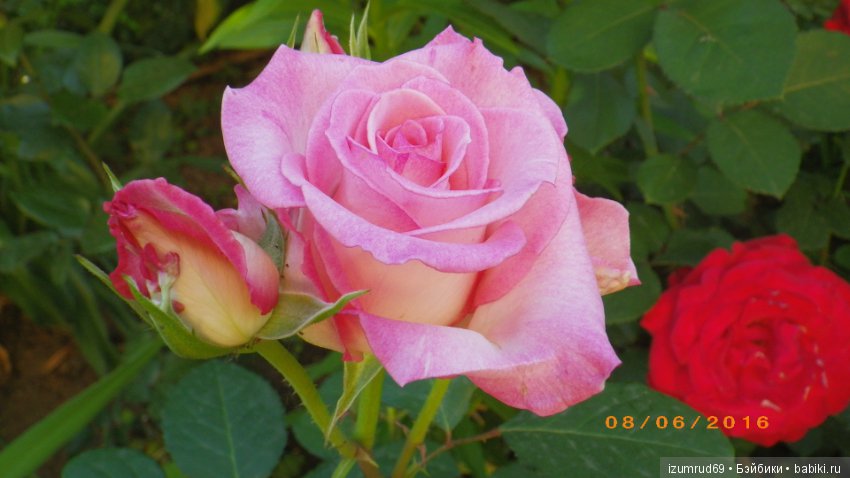 С праздником 8 Марта! Всем розы к празднику