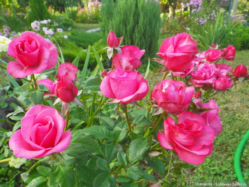 С праздником 8 Марта! Всем розы к празднику