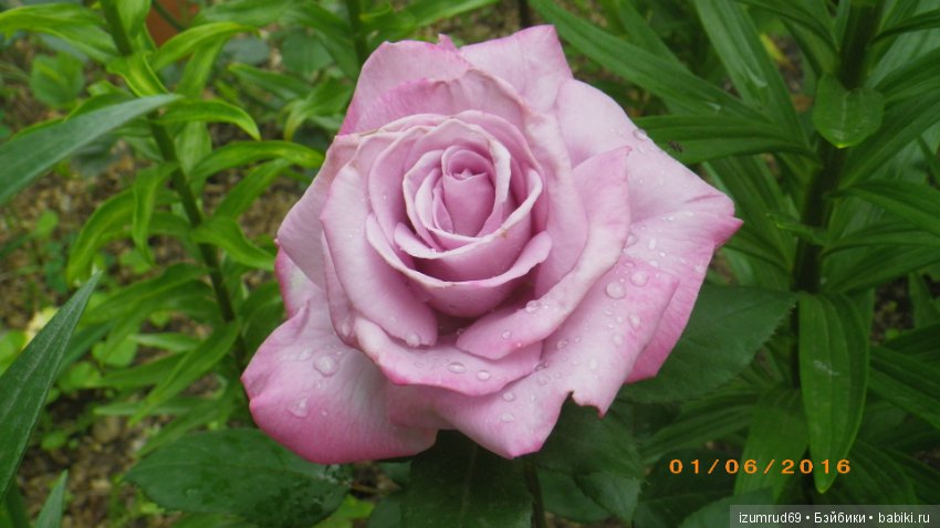 С праздником 8 Марта! Всем розы к празднику