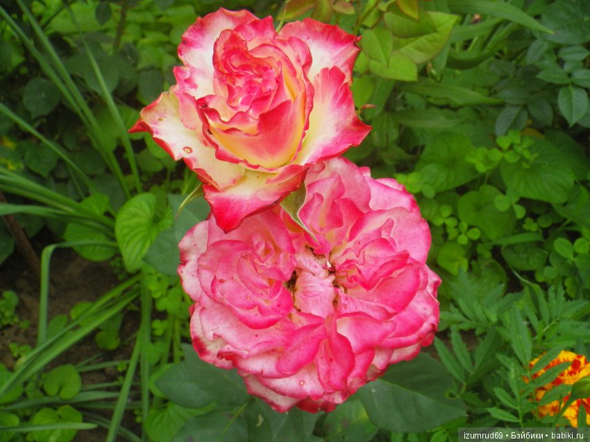 С праздником 8 Марта! Всем розы к празднику (фото 9)