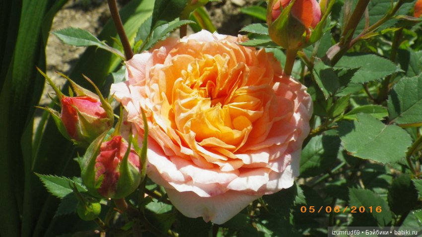 С праздником 8 Марта! Всем розы к празднику