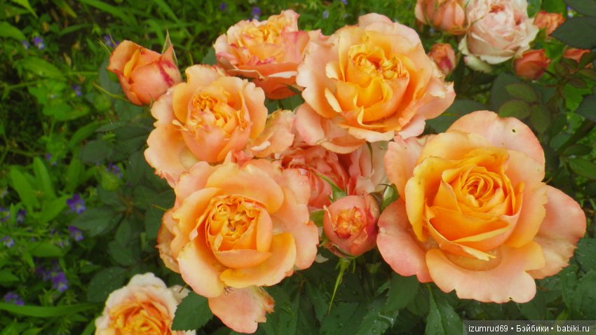 С праздником 8 Марта! Всем розы к празднику