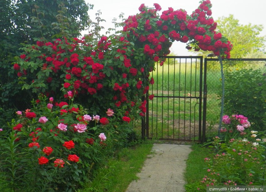 С праздником 8 Марта! Всем розы к празднику