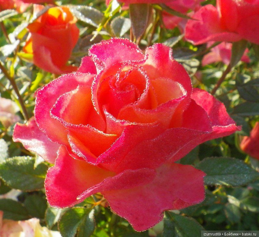 С праздником 8 Марта! Всем розы к празднику