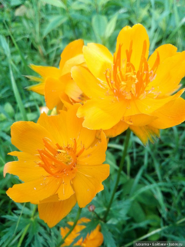 Недопетая ария про АРИшек иже с ними