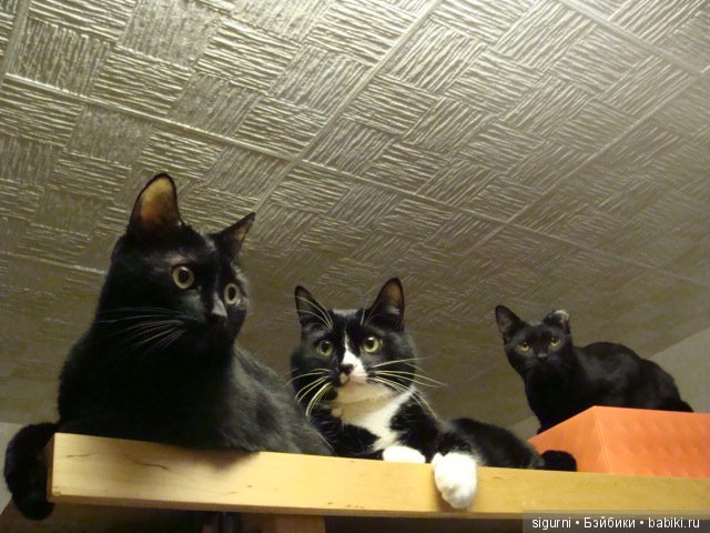 Свет мой, зеркальце, скажи (фото 6)