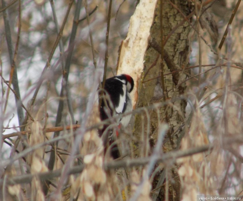 И снова о птичках — В мире животных: смешные фото питомцев и зверей (фото 10)