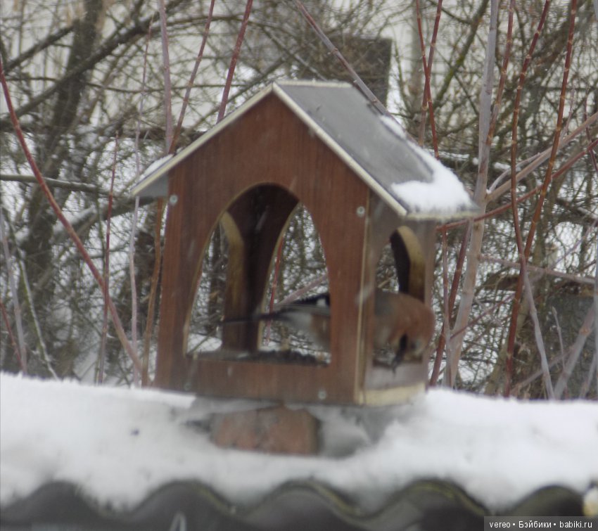 И снова о птичках — В мире животных: смешные фото питомцев и зверей (фото 2)