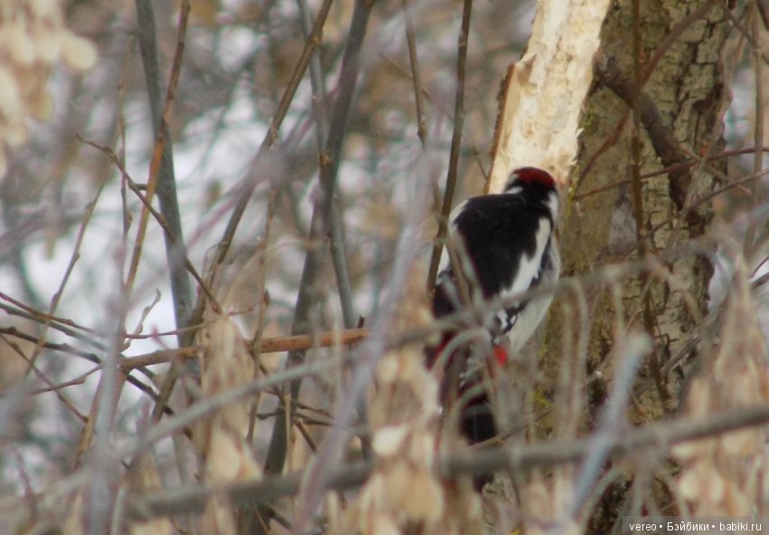 И снова о птичках — В мире животных: смешные фото питомцев и зверей