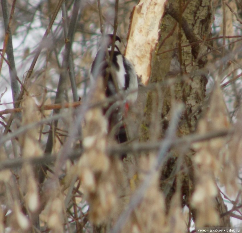 И снова о птичках — В мире животных: смешные фото питомцев и зверей