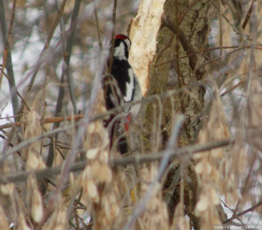 И снова о птичках — В мире животных: смешные фото питомцев и зверей (фото 7)