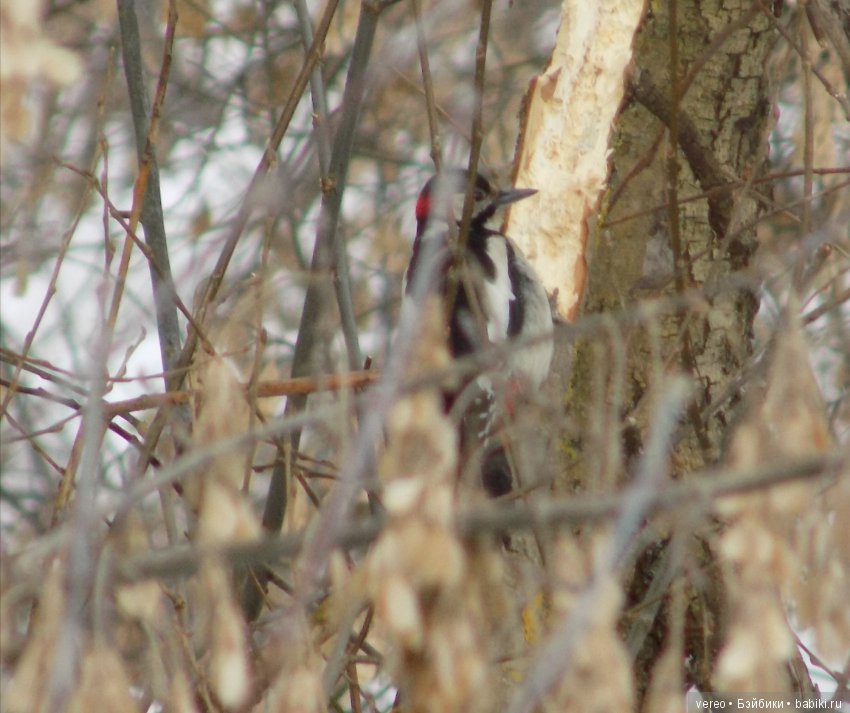 И снова о птичках — В мире животных: смешные фото питомцев и зверей