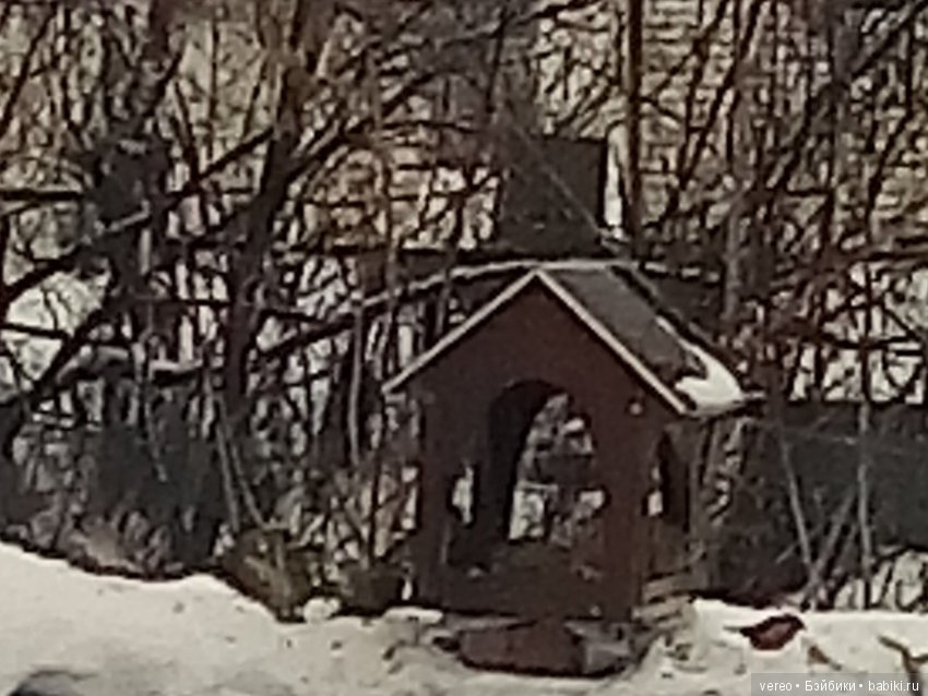 И снова о птичках — В мире животных: смешные фото питомцев и зверей