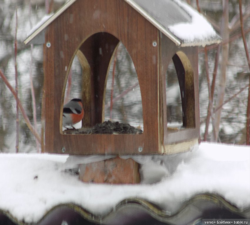 И снова о птичках — В мире животных: смешные фото питомцев и зверей (фото 6)