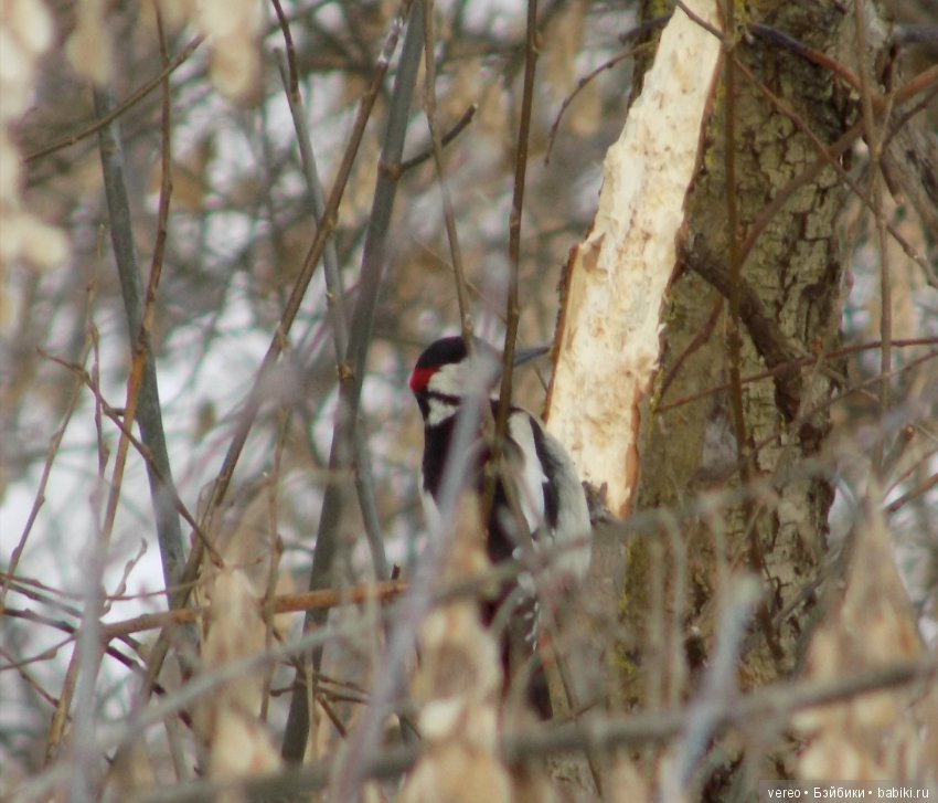 И снова о птичках — В мире животных: смешные фото питомцев и зверей (фото 9)